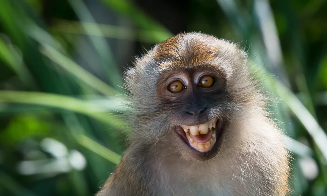 smiling monkey / улыбка обезьяна