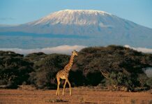На горе Килиманджаро подключили высокоскоростной интернет